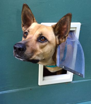 Doggie Door Installation Cost — Cost of Doggie Door Installation