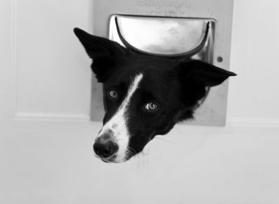 Doggie Door Installation Cost — Cost of Doggie Door Installation