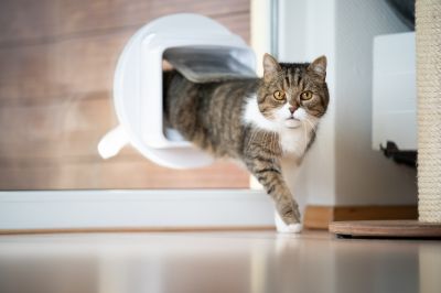 Pet Door Installation Process